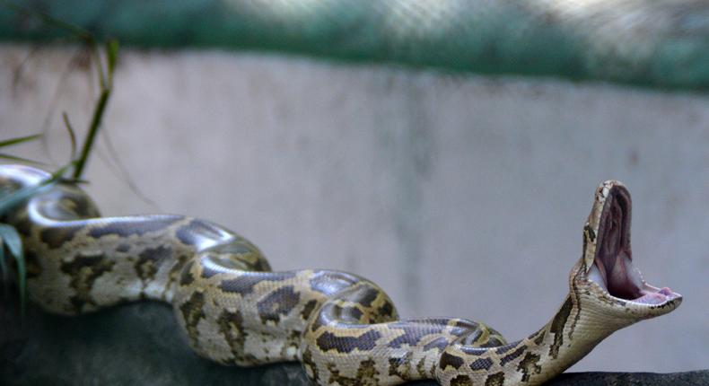 A python slithering along a branchNeethika Sekar/EyeEm/Getty Images