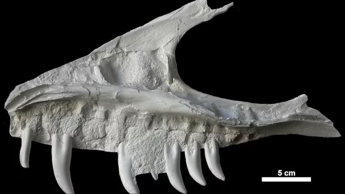 Dinosaurus