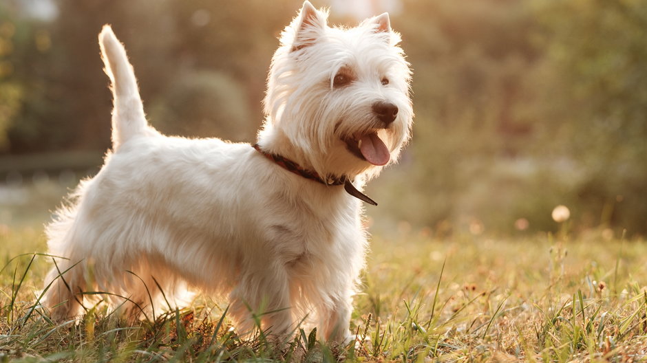  West Highland White Terrier - Romvy/stock.adobe.com