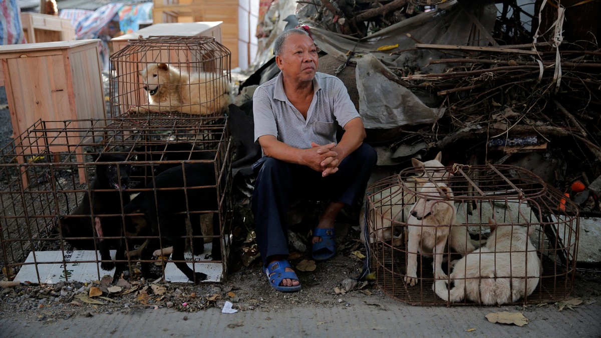 CHINA YULIN DOG MEAT FESTIVAL (Yulin dog meat festival in China)