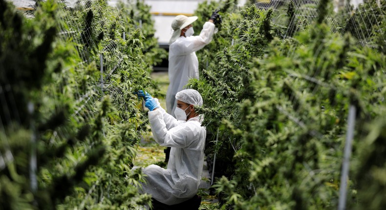 Employees tend to medical cannabis plants at Pharmocann, an Israeli medical cannabis company in northern Israel.
