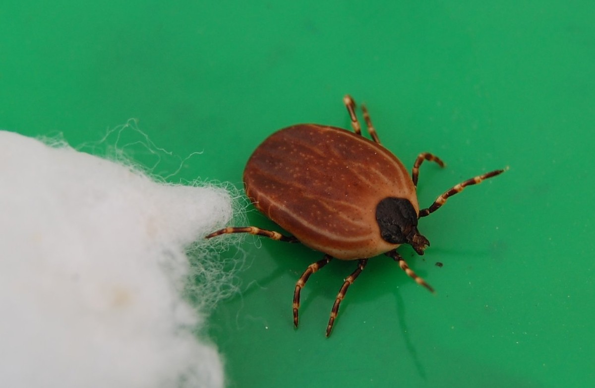 Naukowcy z UW proszą o pomoc w ustaleniu, czy w Polsce występuje już groźny kleszcz Hyalomma ("Monster tick")