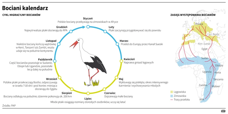 Bociany - migracje, kalendarz, trasa - infografika