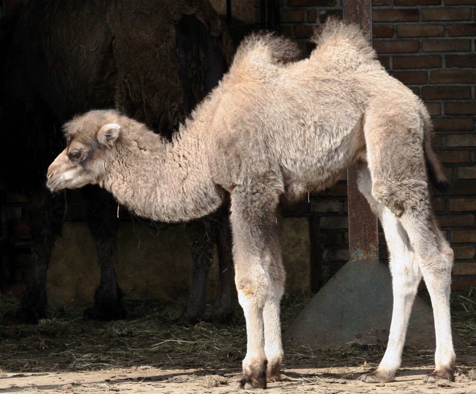 POZNAŃ ZOO WIELBŁĄD