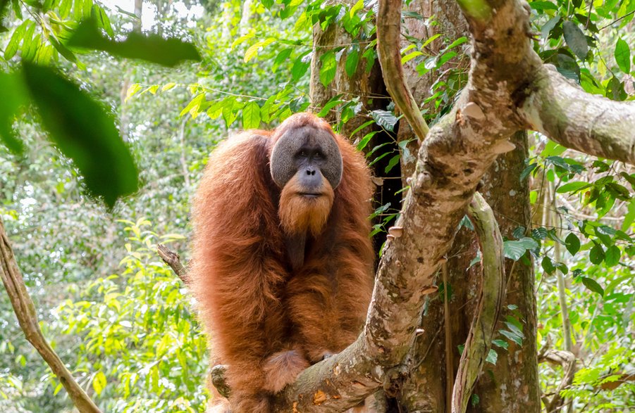 Orangutan sumatrzański - Adobe Stock - lenisecalleja