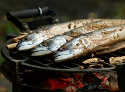 Ryba wpływa na majówkę