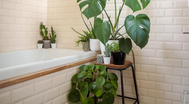 Mehet növény a fürdőszobába is! Fotó: Shutterstock