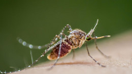 Wirus Zika a małogłowie (mikrocefalia) - objawy, leczenie