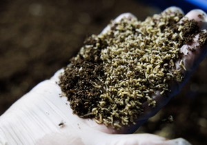Larve muva su odlične u pretvaranju otpada od hrane u proteine | Foto: Energesman