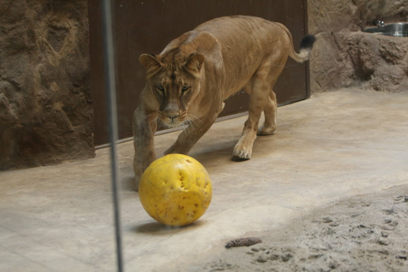 Lwy w gdańskim zoo 