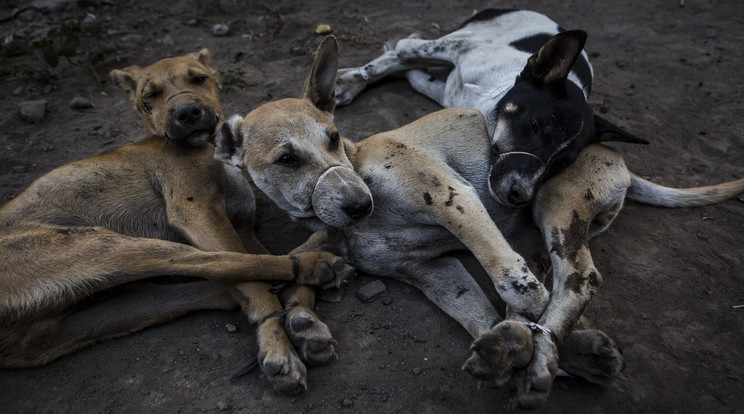 /Fotó: GettyImages