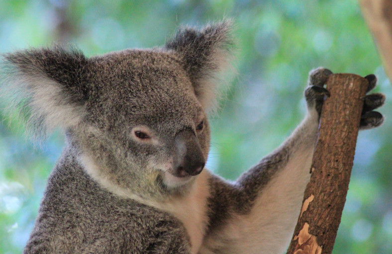 Koala w parku koło Cairns, Australia, fot. http://www.busemprzezswiat.pl/