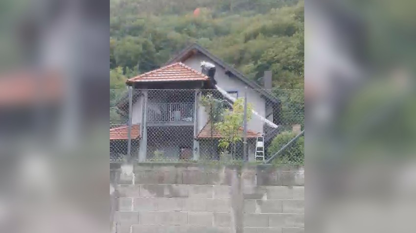 Arsenija su stršljeni nekoliko puta uboli