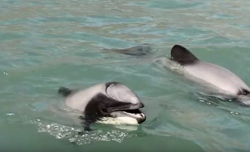 Snalažljiv delfin naučio da diše na usta