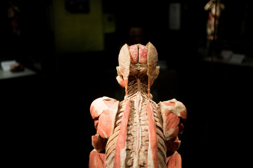 Wystawa Body Worlds Vital w Katowicach