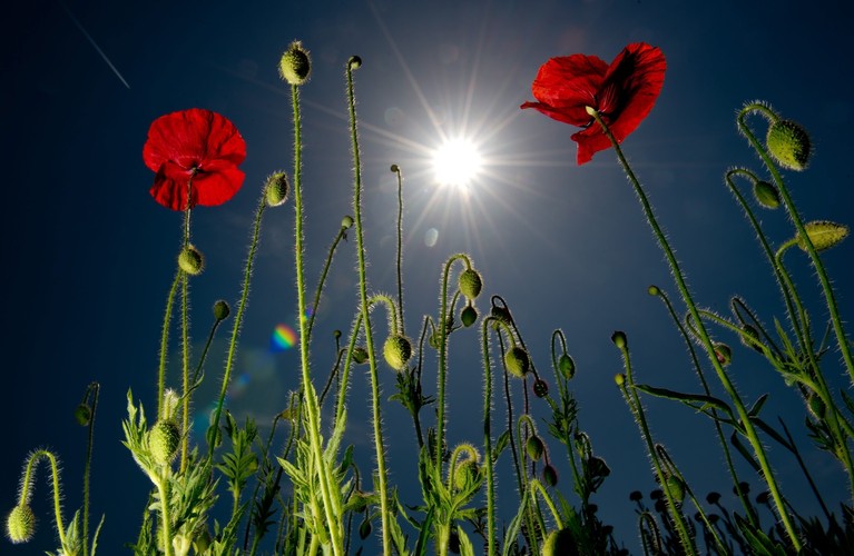 Maki w upale zalewającym Ogród Botaniczny w Monachium, 11 czerwca