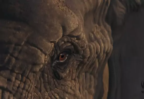 Świąteczna reklama WWF z płaczącym słoniem to wulkan emocji. Czekają tylko na jeden prezent