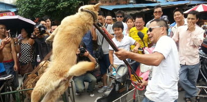 Makabryczny festiwal, który kosztuje życie tysiące psów