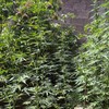 Zasad za koji se sumnja da je marihuana