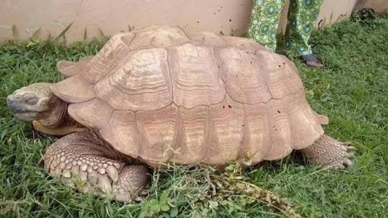 344-year-old tortoise in the traditional ruler of Ogbomoso’s palace, popularly known as ‘Alagba’, has passed away. (PMNews)