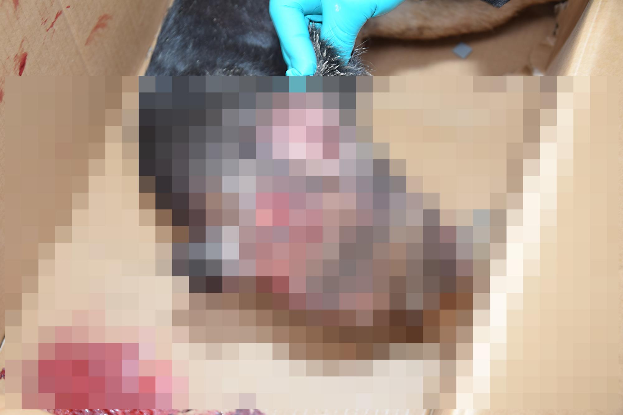 Brutálny čin muža z obce Dolný Štál: Dvojročného psa zabil roxorovou tyčou
