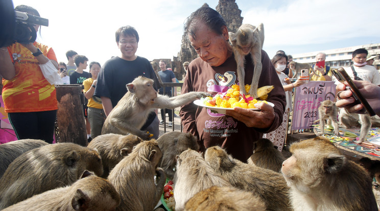 A majmokat minden évben megünneplik /fotó: Northfoto