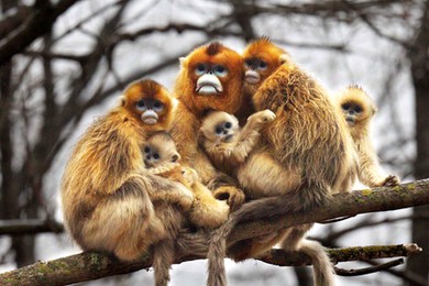 System rozpoznawania twarzy zajmie się... małpami. Nowy plan chińskich naukowców