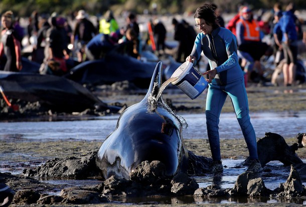 Volunteers attend to some of the hundreds of stranded pilot whales still alive after one of the coun