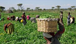 Agriculture in Nigeria [TheGuardianNigeria]