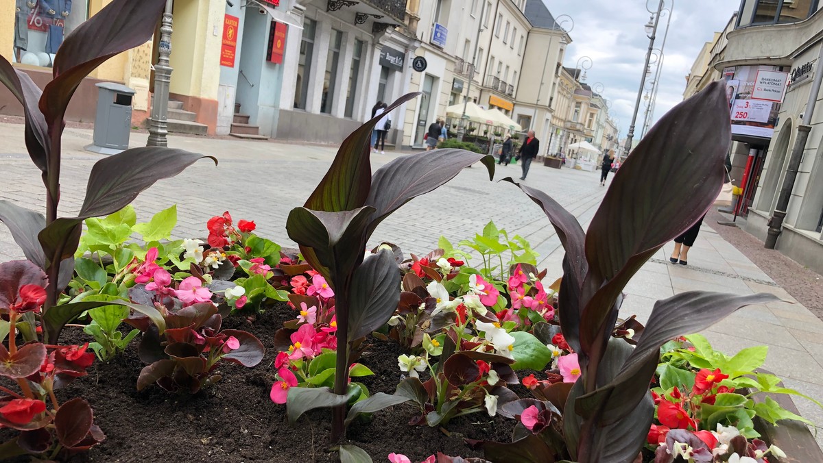 Kielce. W mieście posadzono ok. 20 tys. kwiatów