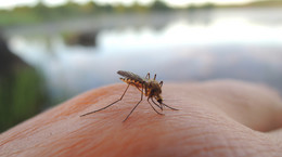 Are mosquitoes really attracted to blood type and dark clothes?  The expert eliminates doubts