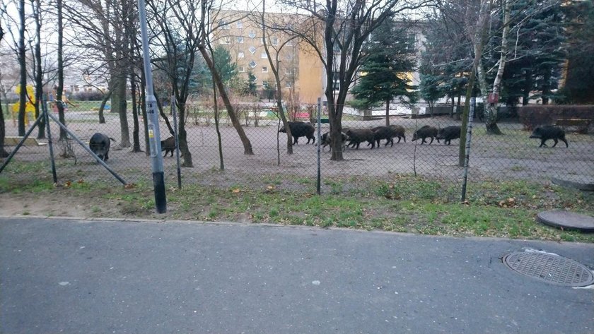 Poznań: dziki w przedszkolnym ogródku. Jeden był agresywny