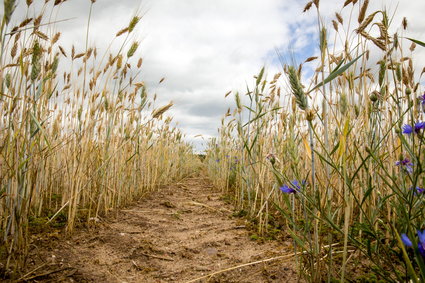 Europejscy rolnicy ostrzegają przed skutkami suszy. "Sytuacja jest najpoważniejsza od 40 lat"