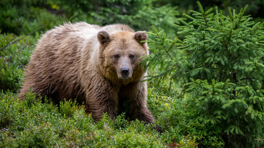 Atak niedźwiedzia na Słowacji: strażnik przyrody postrzelił kolegę