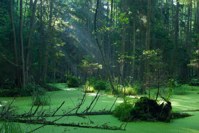 Jedyny Polski Park Narodowy Wpisany Na Listę światowego Dziedzictwa Unesco Polskie obiekty na liście światowego dziedzictwa UNESCO - Podróże