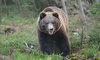 Niedźwiedź grasuje po Zakopanem. TPN ostrzega przed realnym zagrożeniem [WIDEO]
