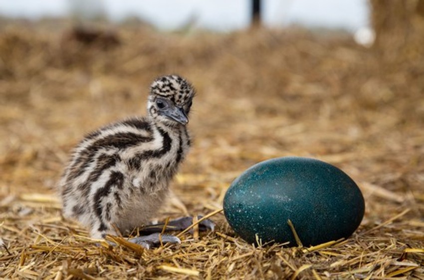 Beba emu pored jajeta