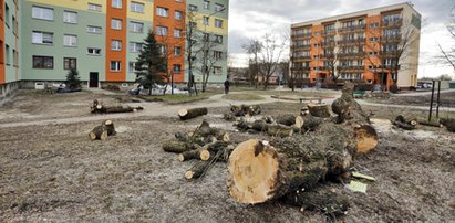 Ważny minister nie widzi wycinki drzew! Dla PiS nie ma problemu