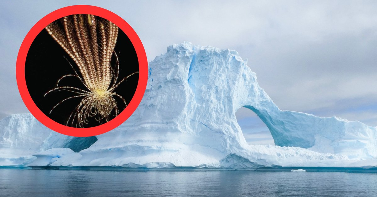 Mysterious creatures in Antarctica.  Scientists describe a new species