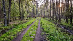 Więźniowie będą pracować w Lasach Państwowych
