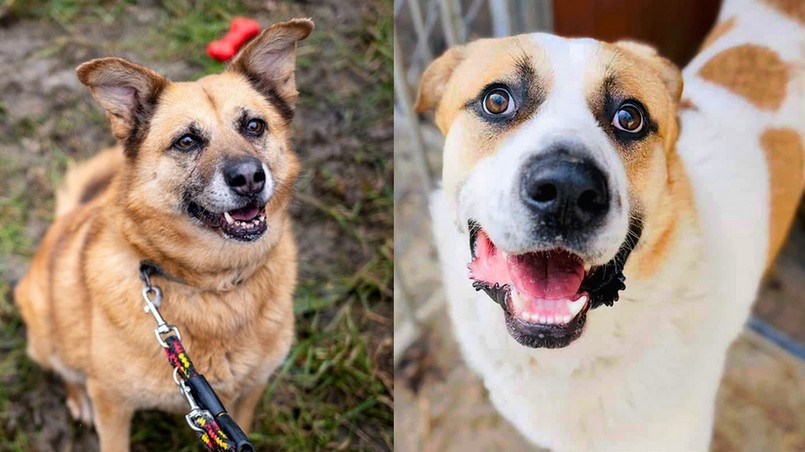 zwierzęta, adopcja, edukacja