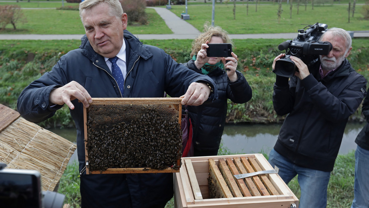 Pięć uli, w tym cztery zabytkowe ze stuletnią kłodą bartną, tworzą pierwszą miejską pasiekę w Białymstoku na skwerze przy jednej z galerii handlowych. Pierwsze zbiory miodu mają się odbyć wiosną, a miasto przeznaczy go na cele promocyjne.