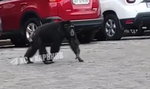 Małpa na gigancie! Po ulicach Charkowa biegała Czi-Czi. Skąd tam się wzięła? [WIDEO]