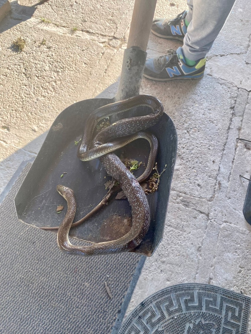 Smuk od dva metra u Čortanovcima