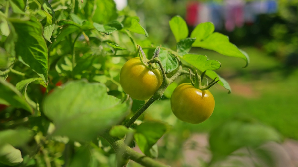 Dlaczego pomidory wolno rosną i nie chcą dojrzewać? To częsta przyczyna