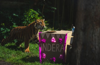 Pokazowe karmienia w zoo. Zobacz jak zwierzęta się bawią i uczą