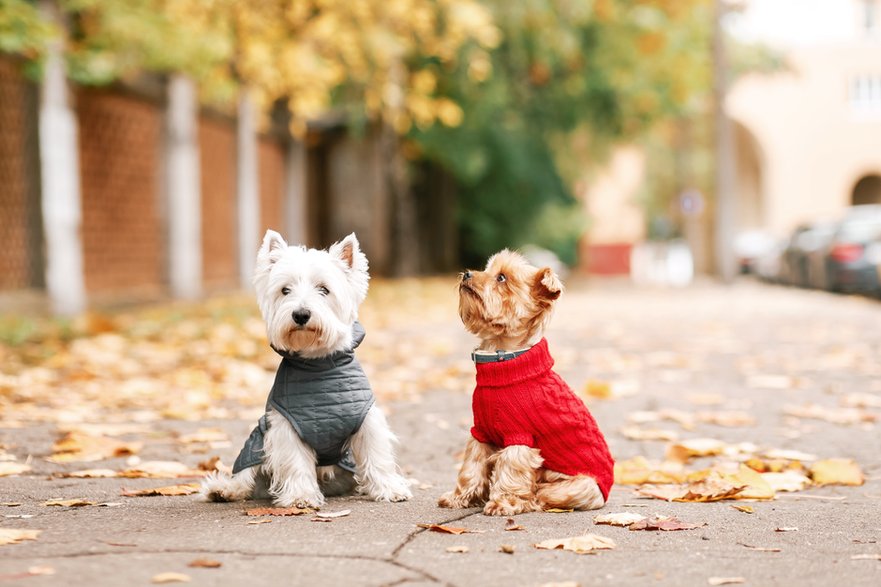 Ubranka dla psów chronią czworonoga przed utrata ciepła - annaartday/stock.adobe.com