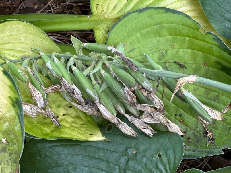 Sementes de funk após florescer