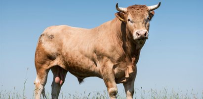 Uwaga! Byk na gigancie! To trzystukilogramowy kolos. Może być bardzo groźny!