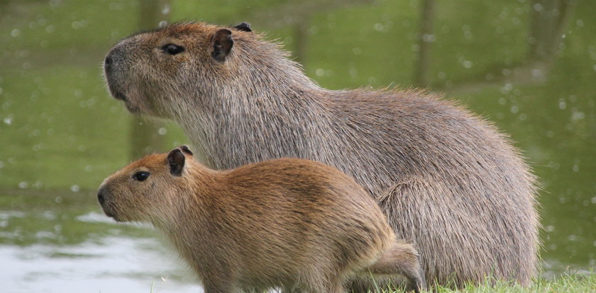 Młode kapibary w zoo